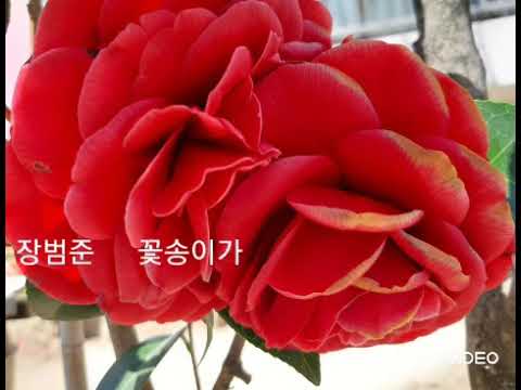 장범준 꽃송이가
