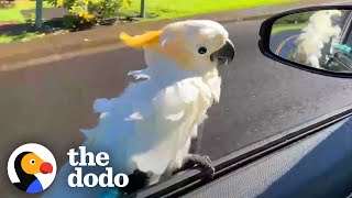 Parrot Loves To 'Surf' On His Dad's Car Window | The Dodo