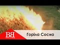 Воплі Відоплясова - Горіла Сосна