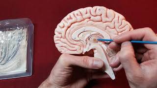 Download lagu BI 151: SOMSO Brain Tutorial