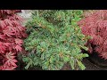 Japanese white Pine 'Arata' Cork bark - Watch more @amazingmaples container gardening.