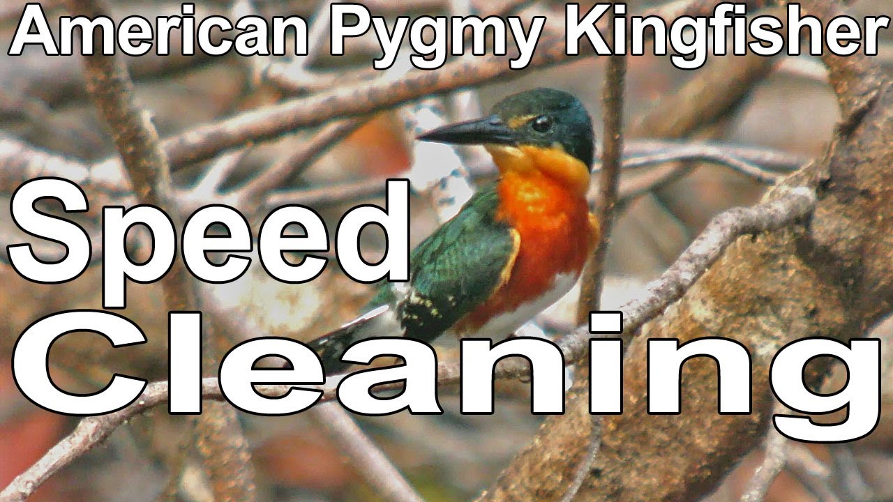 Speed Cleaning: American Pygmy Kingfisher 