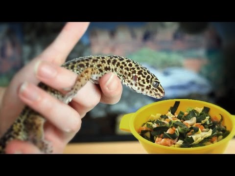 What Fruit & Salad Can Leopard Geckos Eat? | FAQ FRIDAYS