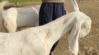 my beautiful new farm video donkey