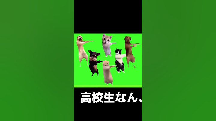 中国猫ダンス 空耳 #猫ミーム ＃空耳 ＃中国猫ダンス #教祖様