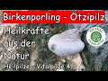 Birkenporling Ötzipilz  - Heilkräfte aus der Natur - Heilende Pilze 4