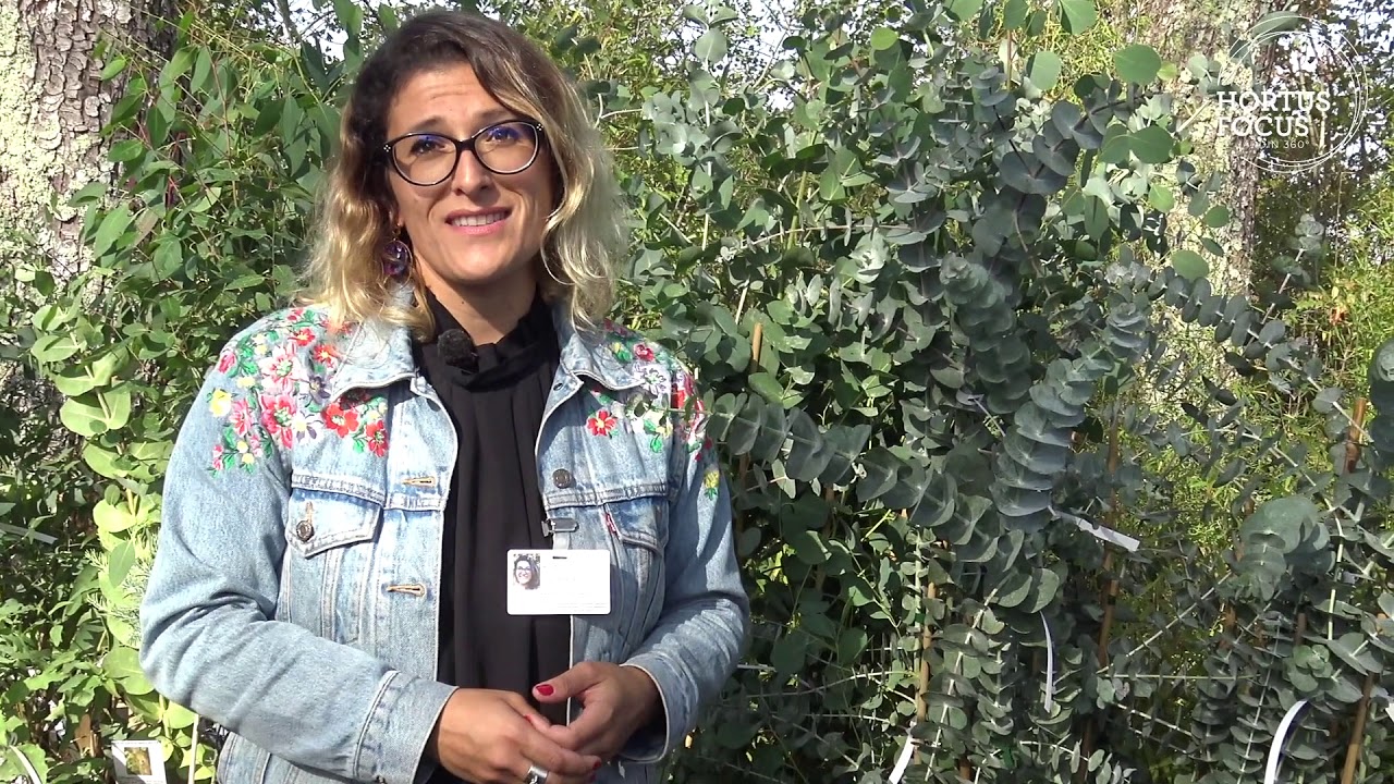 Conseils d'experts : 3 eucalyptus faciles pour votre jardin