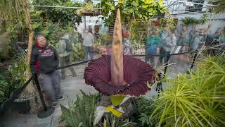 Time Lapse of the Corpse Flower Blooming | CSU College of Agricultural Sciences