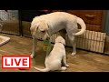 LIVE STREAM Puppy Cam! FINAL 2 Labrador Puppies on their LAST Day!