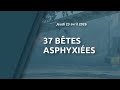 37 bêtes asphyxiées