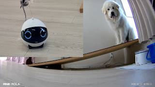 スマホでラジコンのように動かせる可動式見守りロボットのご紹介