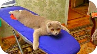 Смешное Видео с Кошками!  Веселые Кошки 2015 / Funny Cats Video Compilation(Смешное Видео с Кошками! Веселые Кошки 2015 / Funny Cats Video Compilation Продолжение https://www.youtube.com/watch?v=MiS8VRY94NU ..., 2015-06-30T21:31:08.000Z)