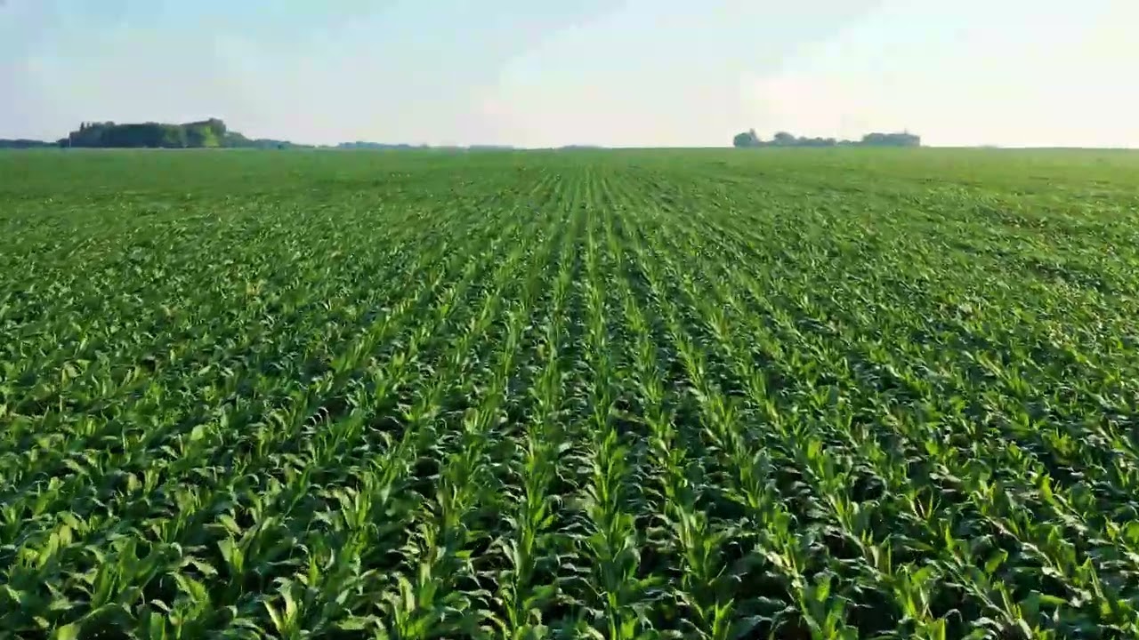 Green field - 4K Stock Videos | Free stock footage - No Copyright | All Video Free