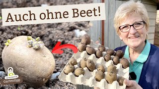 So baust du Kartoffeln clever und platzsparend an - selbst ohne freie Beete!