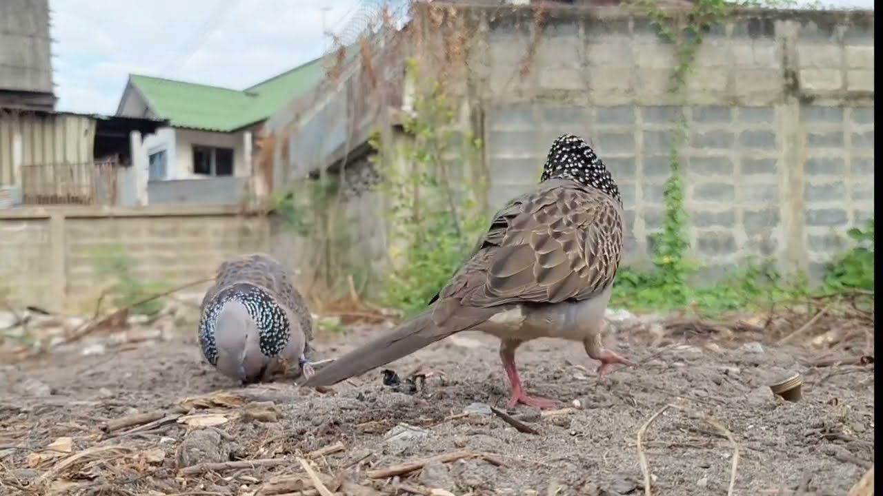 Mồi trần cu gáy gù đấu cực sung/ Tiếng chim Cu gáy mồi đất chiêu bổi kích mồi hiệu quả cực mạnh 🔥🔥