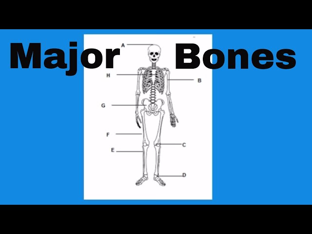 Learn the bones of the human body class=