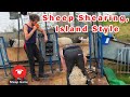 SHEARING SCOTCH BLACKFACE and RYELAND SHEEP on the ISLE OF ARRAN