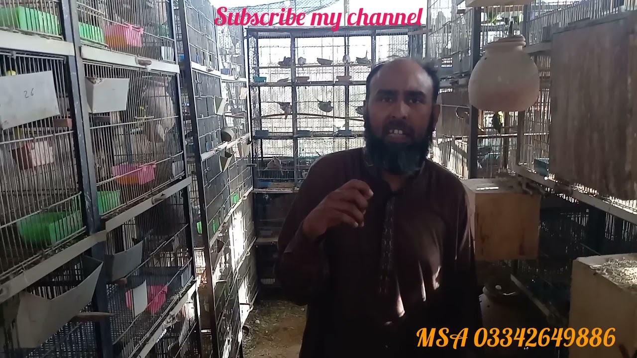 islam m birds ka shock krna ya business krna jaiz hai ya nh?? islam iski kia ijazat deta hai??