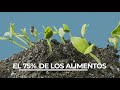 Las abejas conviven en nuestra planta solar de Andévalo