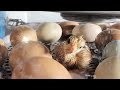 Baby chicks hatching!