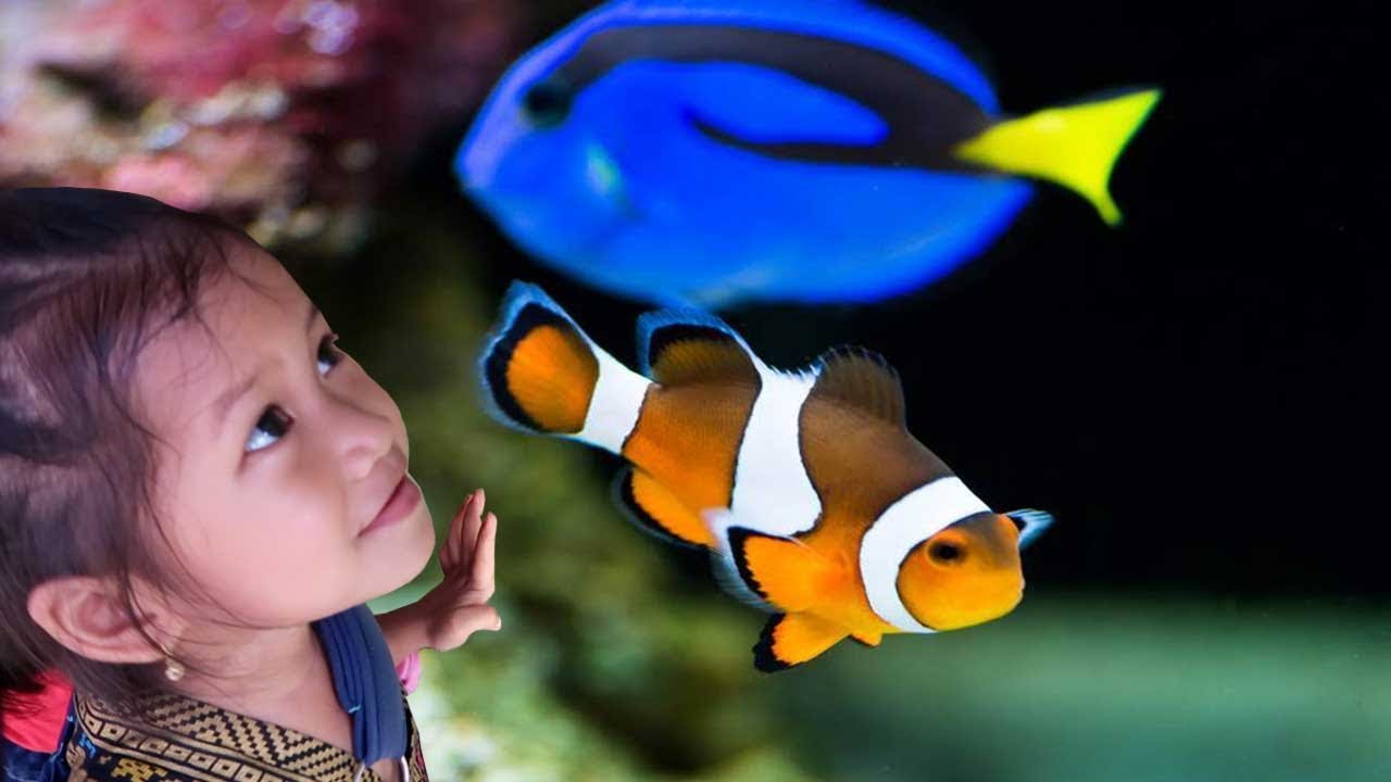 Ikan Hias Air Laut Nemo Dory Asli Di Aquarium Real Finding Nemo