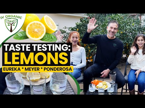فيديو: Ponderosa Lemon Tree Care - معلومات حول Dwarf Ponderosa Lemon Trees