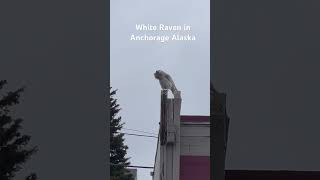 #alaska #anchorage #whiteraven