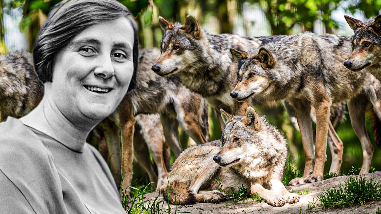 400 Wolf Super Pack Alpha Attack On Anya Solovjov YouTube