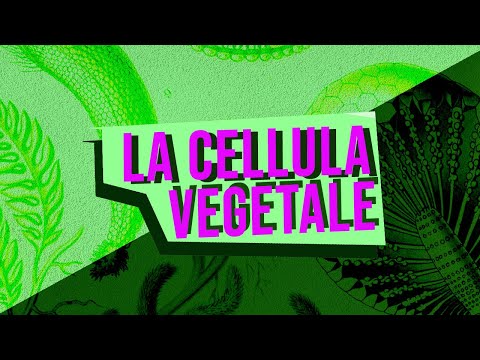 Video: Quale dei seguenti è presente nelle cellule animali ma non nelle cellule vegetali?