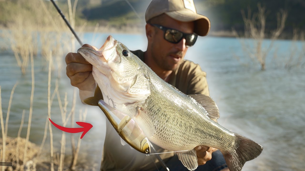 [SWIMBAIT REPUBLIC] Pescamos BLACK BASS con la “MOVIE” – Ep.1