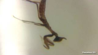 Ghost Mantis (Phyllocrania paradoxa) is born!