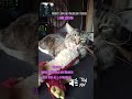 Baldrian für Katzen, Sound an! #mainecoon #katze #asmr #sound #katzenbeschäftigung #lustig #extrem