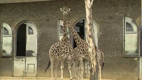 TN-92-153-010.m4v | Thames News Archive Footage