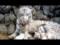 Too Cute!  White tiger babies and mom.ほのぼのホワイトタイガー親子。