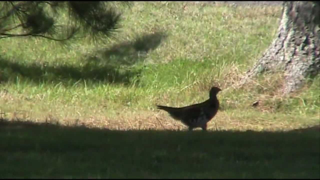 Testing Lensse MidX Camera Stabilizer