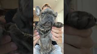 i think i embarrassed him at the end😭 Storm the Frenchie #dance #frenchie #dog #puppy #funny