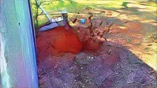 Cow Pie Explosion