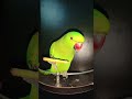 Mithu Kaise Kha Raha Hai 🦜😍 #petbird #talkingparrot #cutebird #viral #parrot #shorts