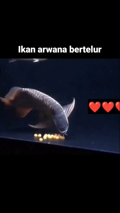 Ikan arwana bertelur di aquarium