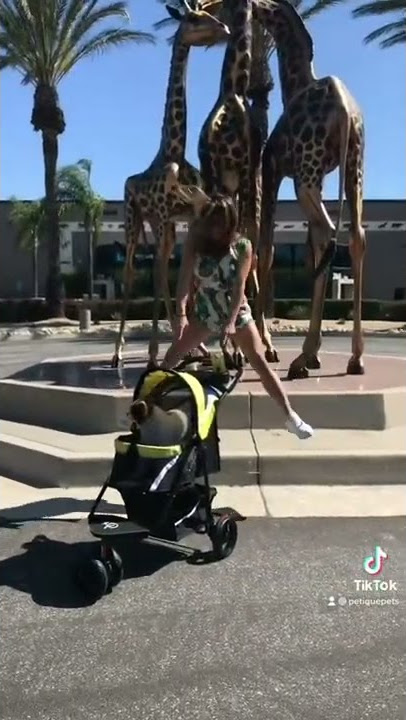 Hot pet strollers for an even hotter summer 🔥😍 #pets #doglover #pets #petstroller #dogs #petlover