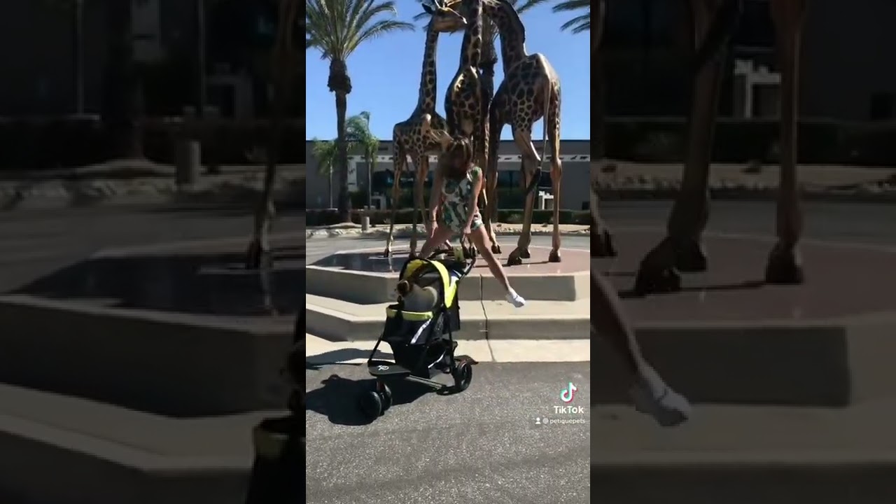 Hot pet strollers for an even hotter summer 🔥😍 