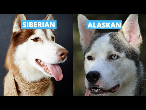 Video: Unterschied Zwischen Siberian Husky Und Alaskan Husky