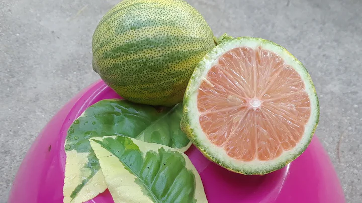 ARBOL DE LIMON, EUREKA, PINK LEMONADE. LIMONADA ROSA