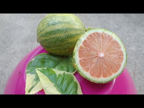 Video: Plantas de limón rosado abigarrado: aprenda sobre el cuidado del limón rosado abigarrado