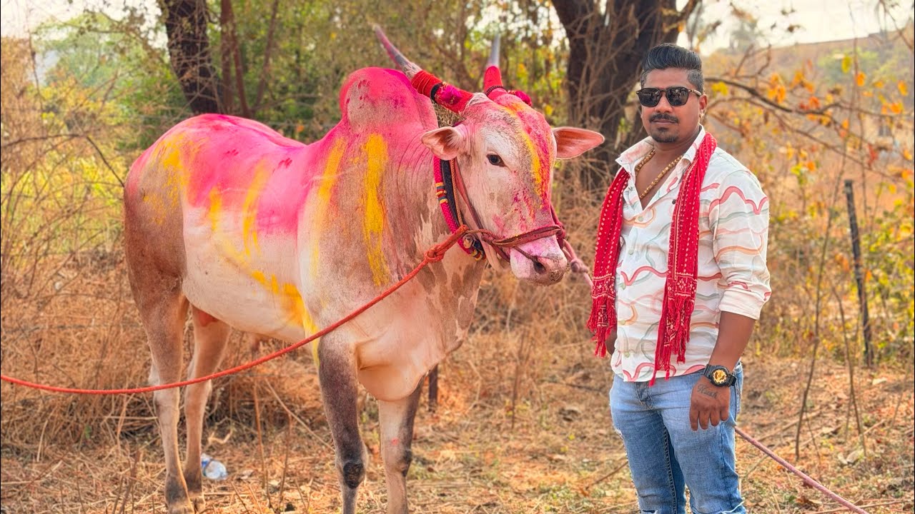 Vlog 789 | बोहोनोली मैदानात हरण्या विन ⛳️✌️ | Bailgada Sharyat | Nayan Katekar Vlogs |