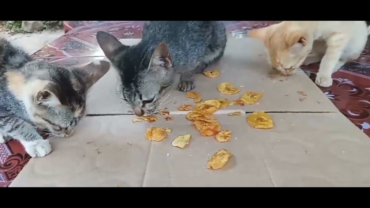  Foto zu My Cats eating Crispy banana yummy snacks - YouTube 