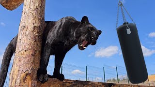 Luna the panther and punching bag 🍐(ENG SUB) by Luna_the_pantera 5,895 views 47 minutes ago 17 minutes