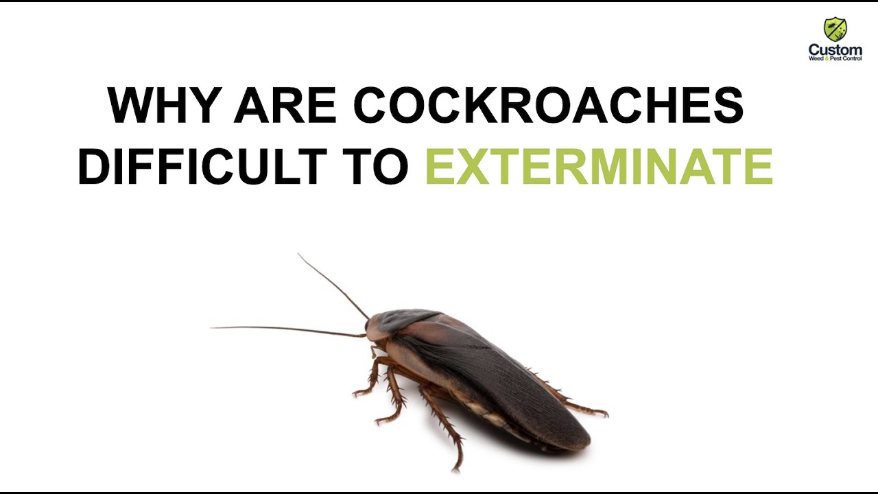 Why are Cockroaches Difficult to Exterminate