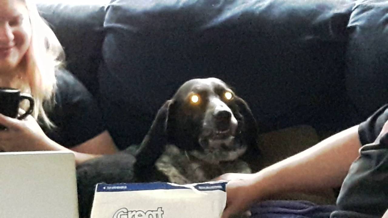 what happens when you plug in gamer dog youtube
