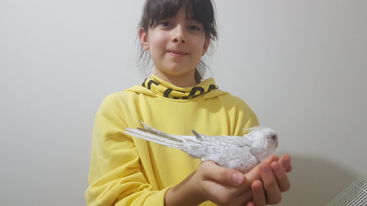 TÜY HASTASI KUŞ BAKIN NE HALE GELMİŞ